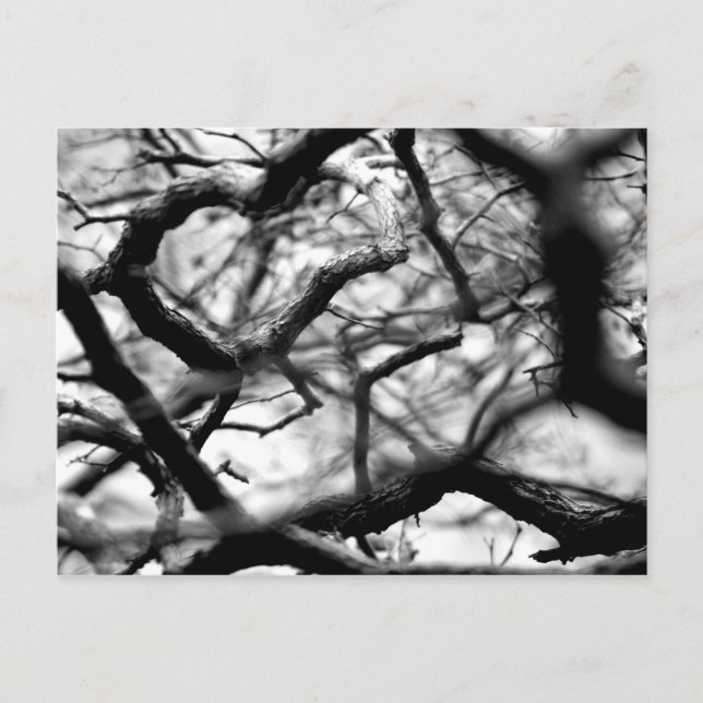 Herz in den Branchen Postkarte (Vorderseite)