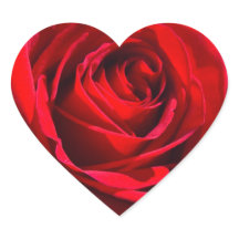 Herz-tiefrote Rose