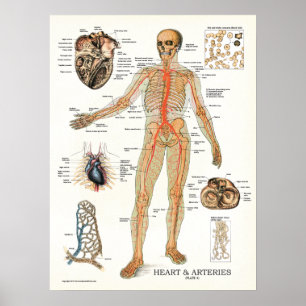 Herz-und Arterien-menschliches Anatomie-Plakat 18 Poster