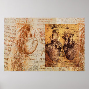 Herz und seine Blutgefäße / Bronchialarterien Poster