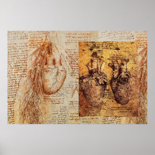 Herz und seine Blutgefäße / Bronchialarterien Poster