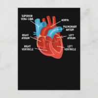 Herzanatomie Bildung Kardiologie