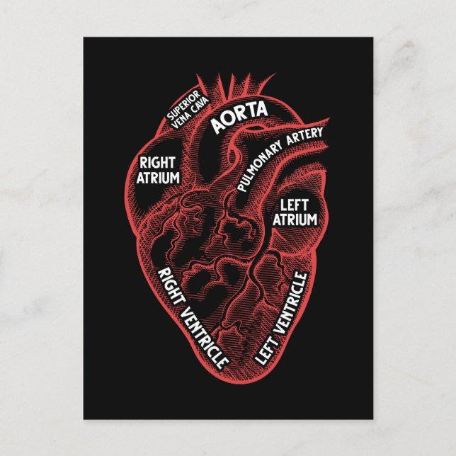 Herzanatomie Bildung Kardiologie Postkarte (Vorderseite)