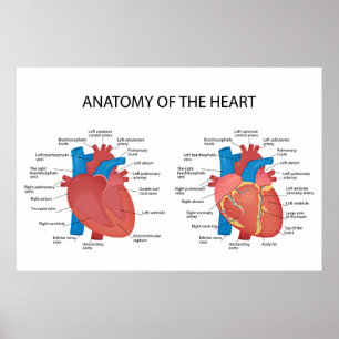 Herzanatomie Poster