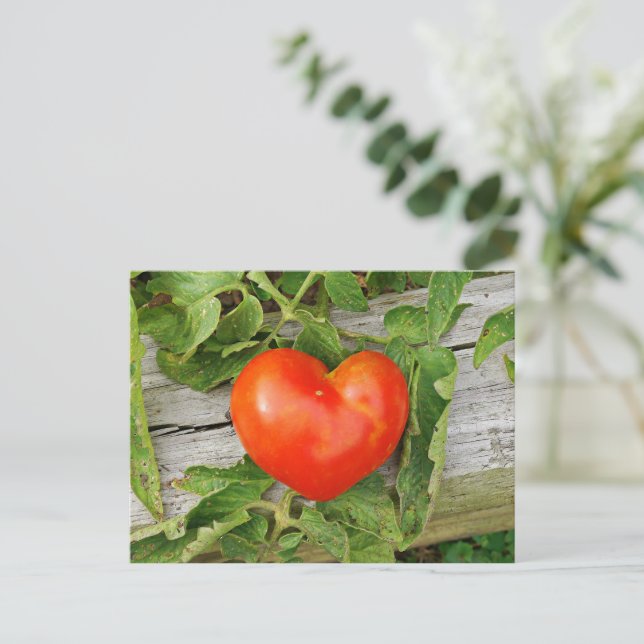 Herzförmige Tomate Postkarte (Stehend Vorderseite)