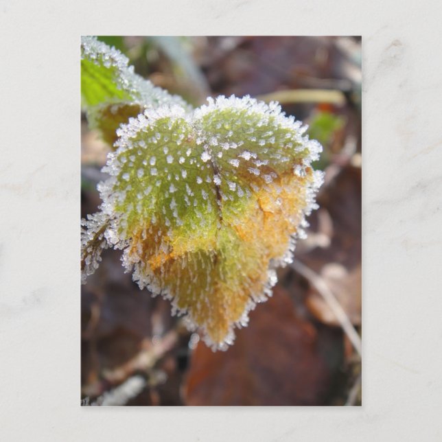 Herzförmiges Blatt mit Frost Postkarte (Vorderseite)