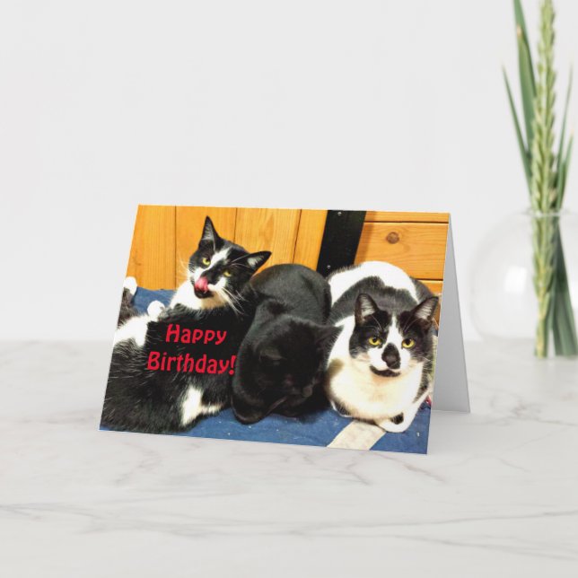Herzlich willkommen zum Geburtstag aus Ihrer Katze Karte (Vorderseite)