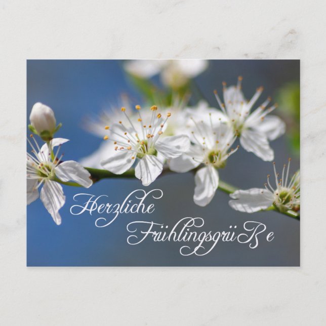 Herzliche Frühlingsgrüße Postkarte (Vorderseite)