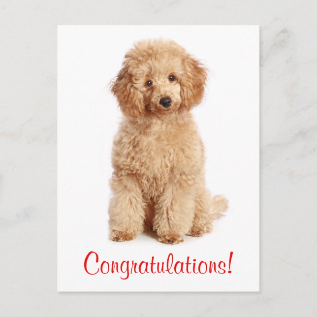 Herzlichen Glückwunsch Apricot Poodle Welpe Hund P Postkarte (Vorderseite)
