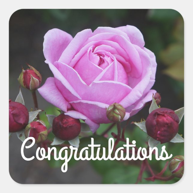 Herzlichen Glückwunsch Bischofsburg Rose#1 Aufkleb Quadratischer Aufkleber (Vorderseite)