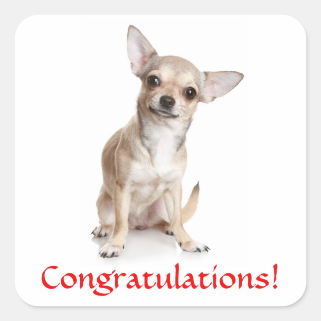 Herzlichen Glückwunsch Chihuahua Welpe Sticker (Vorderseite)