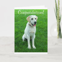 Herzlichen Glückwunsch Labrador Retriever Welpen H