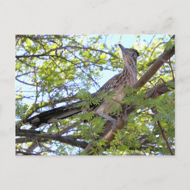 Herzlichen Glückwunsch zum Geburtstag für einen be Postkarte (Vorderseite)