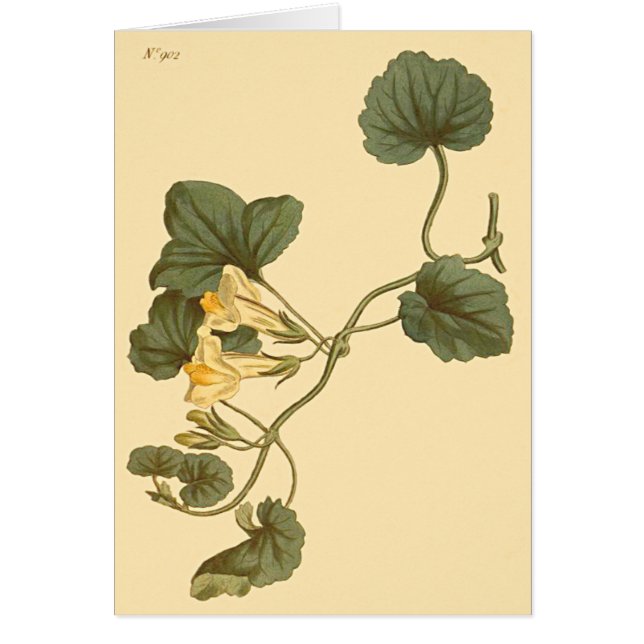 Herzlinke Snapdragon Botanische Illustration (Vorne)