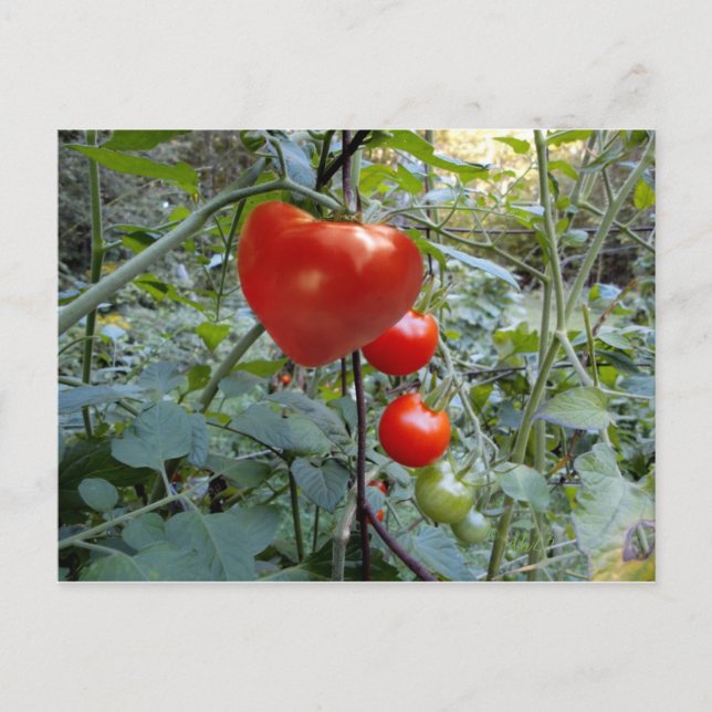Herztomato Sommer in New Hampshire Postkarte (Vorderseite)