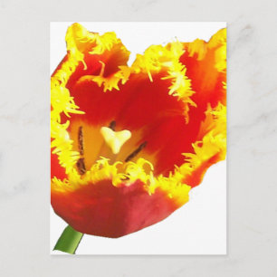 Herztulip.png Postkarte
