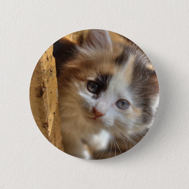 Heterochromia Calico Kitten Button (Vorderseite)