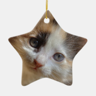 Heterochromia Calico Kitten Keramik Ornament
