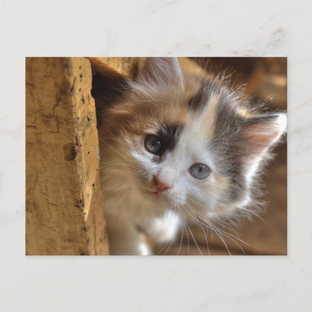 Heterochromia Calico Kitten Postkarte (Vorderseite)