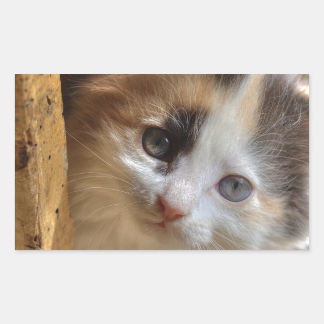 Heterochromia Calico Kitten Rechteckiger Aufkleber (Vorderseite)