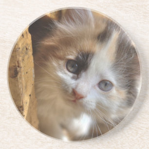 Heterochromia Calico Kitten Sandstein Untersetzer