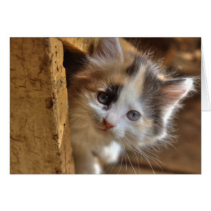 Heterochromie Calico Kitten