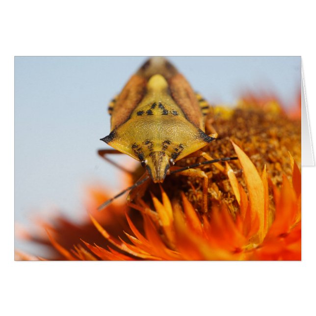 Heteroptera (Vorderseite (Horizontal))