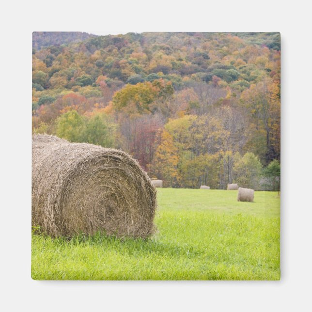 Heuballen und Laubbäume im Betrieb, Magnet (Vorne)