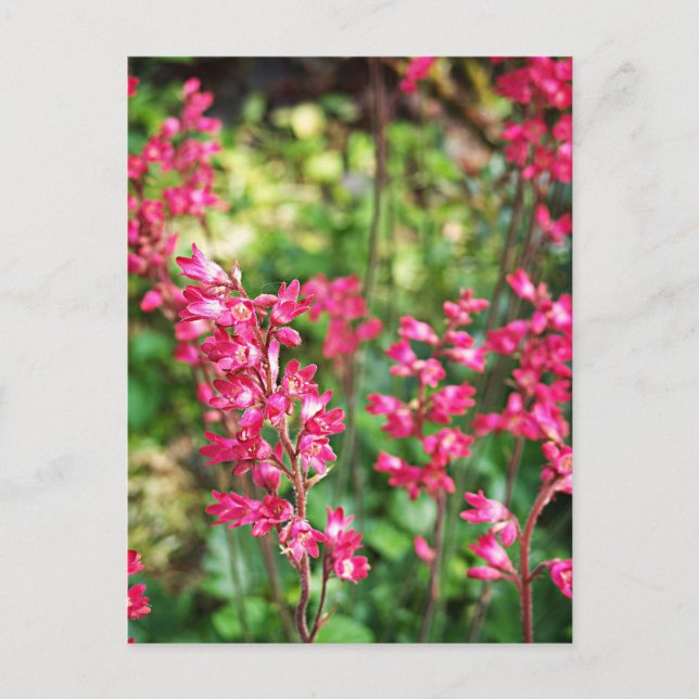 Heuchera in Rosa Postkarte (Vorderseite)