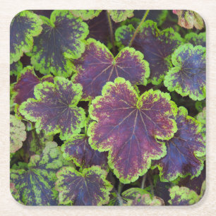 Heucherella Blätter Untersetzer