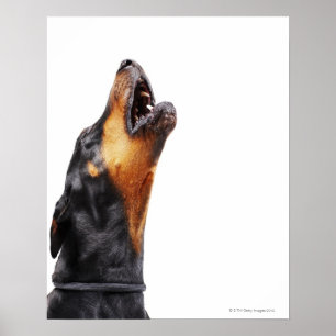 Heulender Dobermann Poster