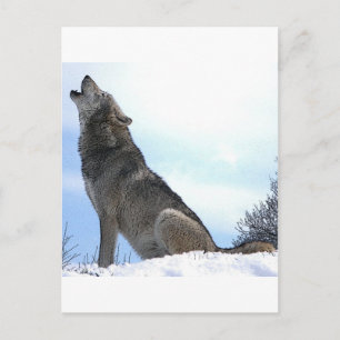 Heulender Wolf im Schnee Postkarte