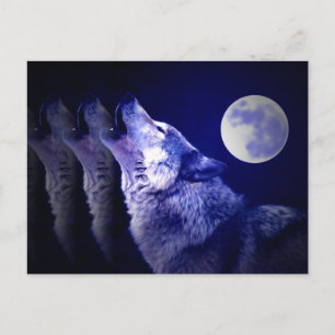 Heulender Wolf Postkarte