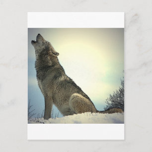 Heulender Wolf Postkarte