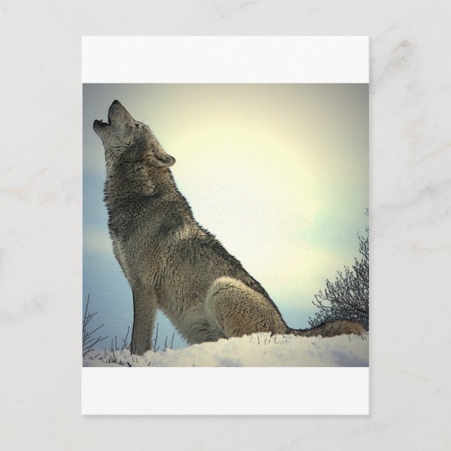 Heulender Wolf Postkarte (Vorderseite)