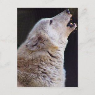 HEULENwolf-POSTKARTE Postkarte
