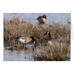 Heure de la collation des oies canadiennes