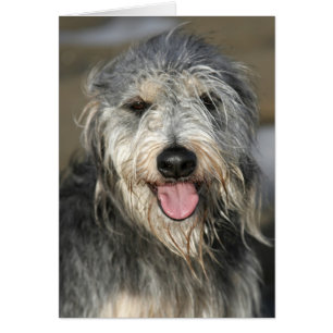 Heureux chien souriant