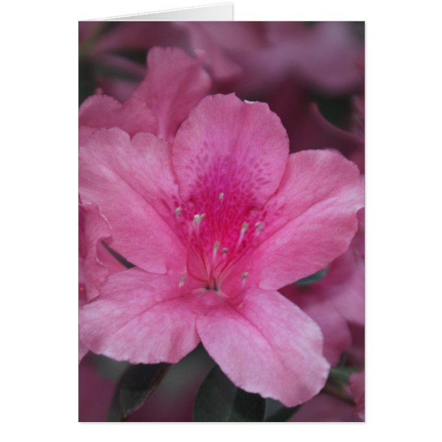 Heureux coeur (Devant)