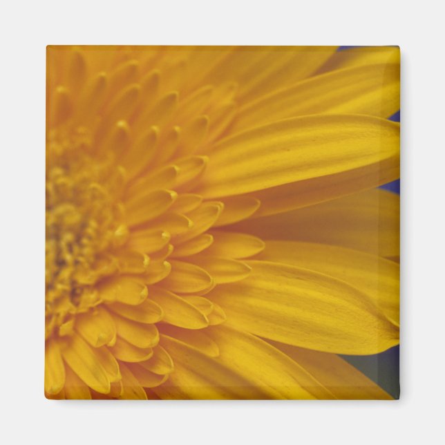 Heureux Gerber Carré Magnet (Devant)