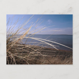 Heuschnupfen Postkarte