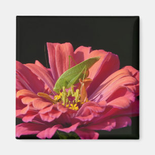 Heuschrecke auf Zinnia Magnet