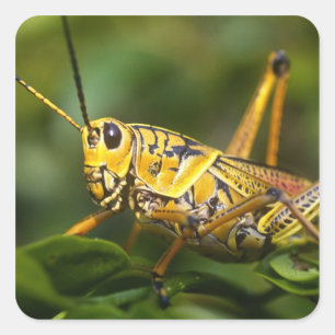 Heuschrecke, Everglades National Park, Florida, Quadratischer Aufkleber