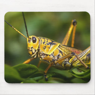 Heuschrecke, Everglades-Nationalpark, Florida, Mousepad