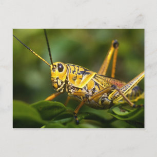 Heuschrecke, Everglades-Nationalpark, Florida, Postkarte