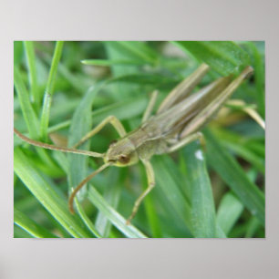 Heuschrecken-Druck Poster