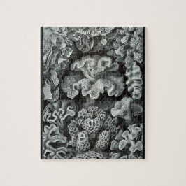 Hexacoralla 69 - Ernst Haeckel 8x10