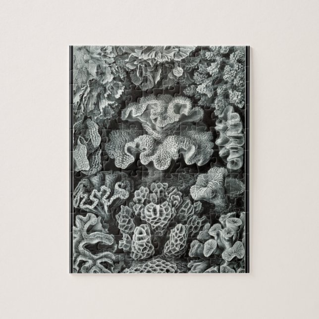 Hexacoralla 69 - Ernst Haeckel 8x10 (Vertikal)