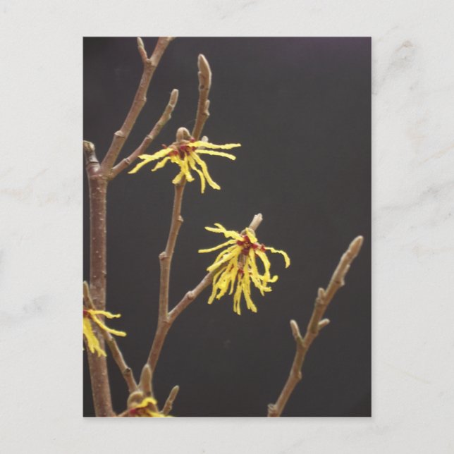 Hexe Hazel Blossom Postcard Postkarte (Vorderseite)