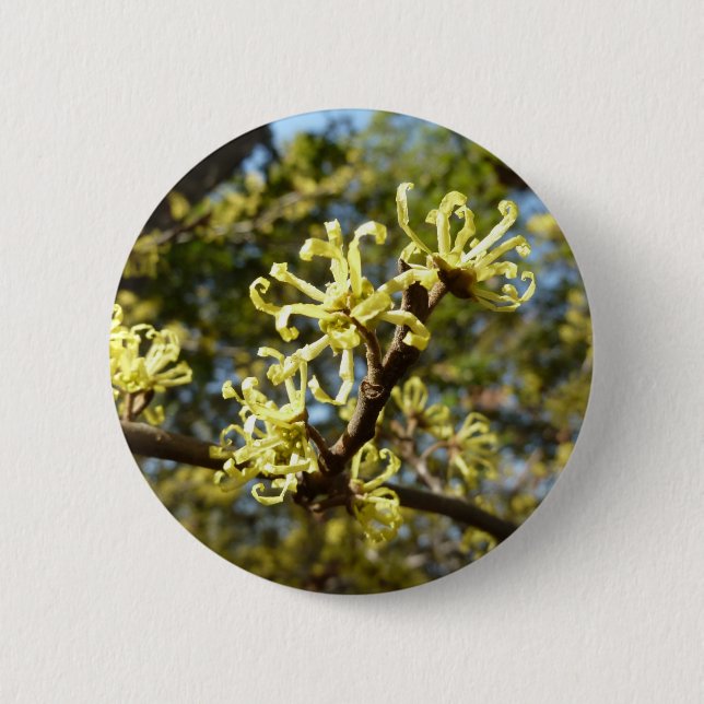 Hexenhazel-Blume Button (Vorderseite)